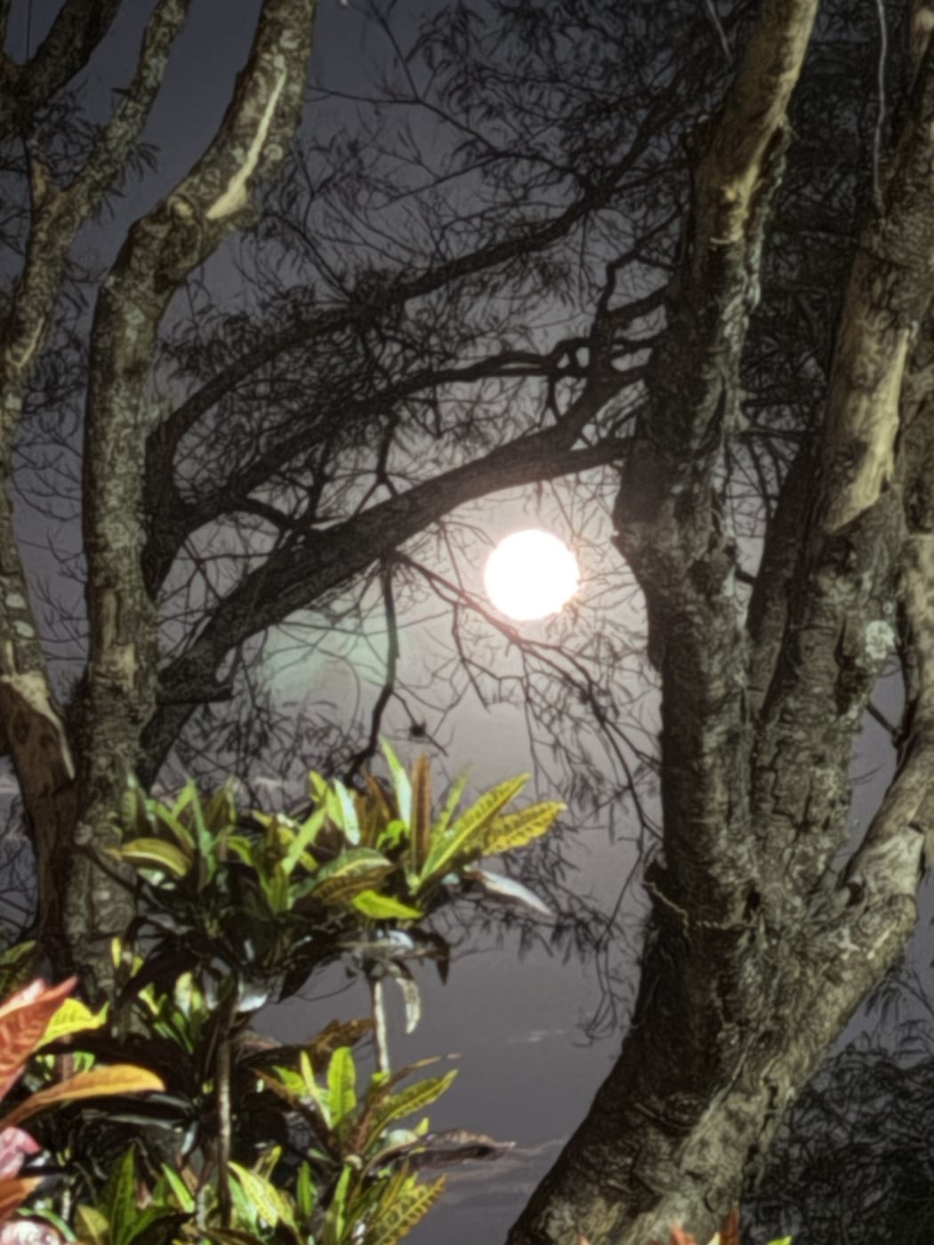 A Lua Cheia entre os galhos das árvores do quintal