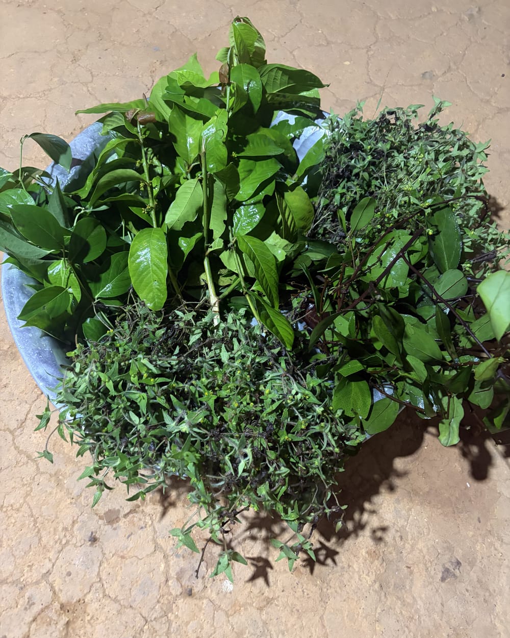 Maços de ervas frescas sobre a terra